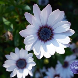 Flower Petals in bloom purple heart daisy